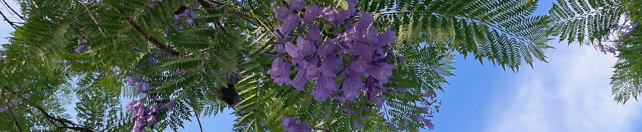 黃嘉霖｜104履歷範本