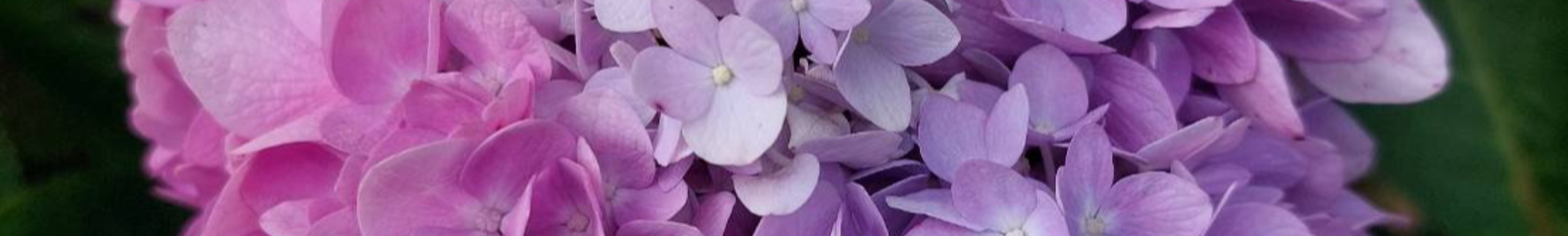 姜祈德｜104履歷範本