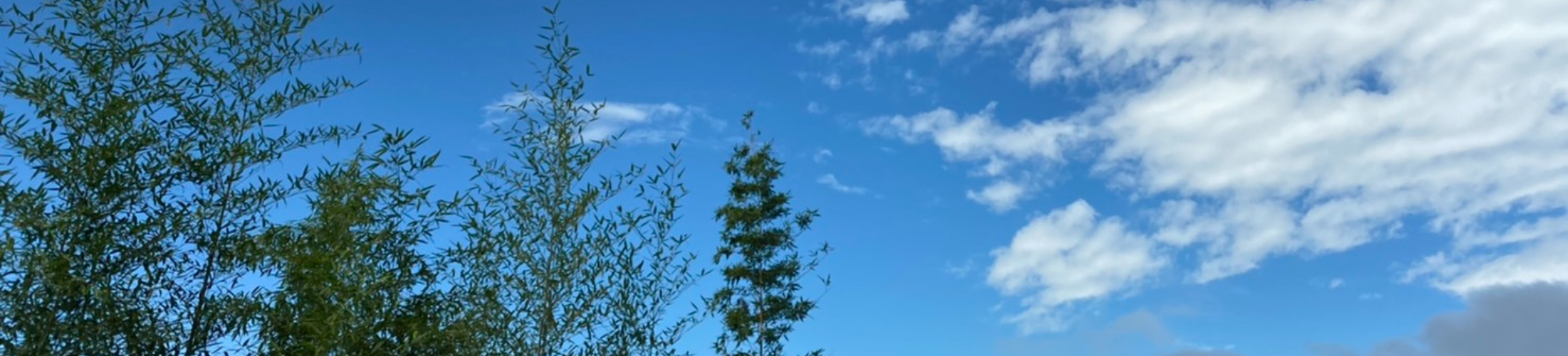 吳冠緯｜104履歷範本
